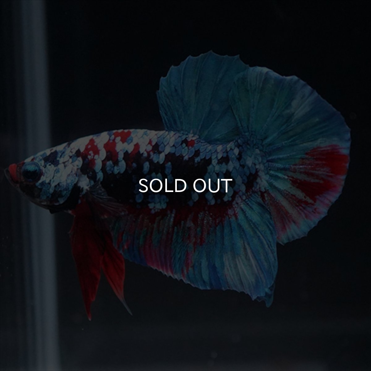 画像7: HMPK　ブラックスター (7)