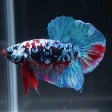 画像7: HMPK　ブラックスター (7)