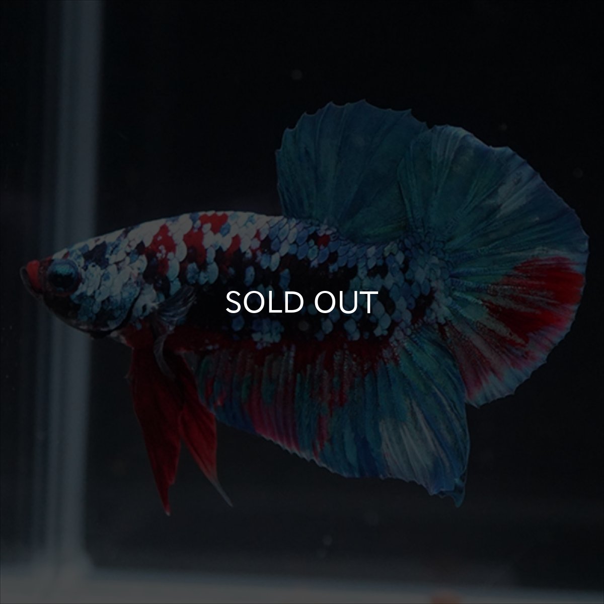 画像6: HMPK　ブラックスター (6)