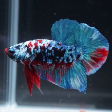 画像6: HMPK　ブラックスター (6)
