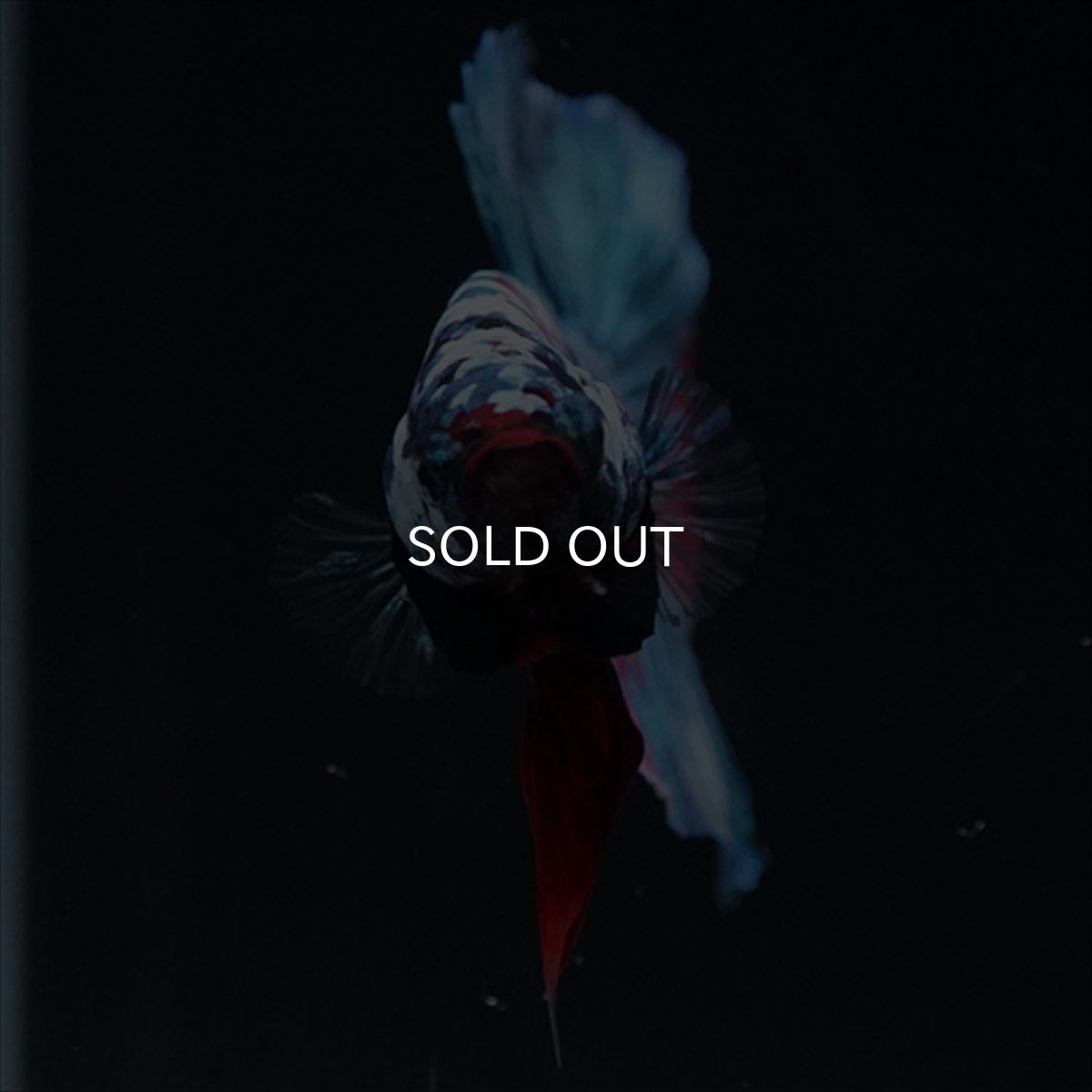 画像5: HMPK　ブラックスター (5)