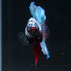 画像5: HMPK　ブラックスター (5)
