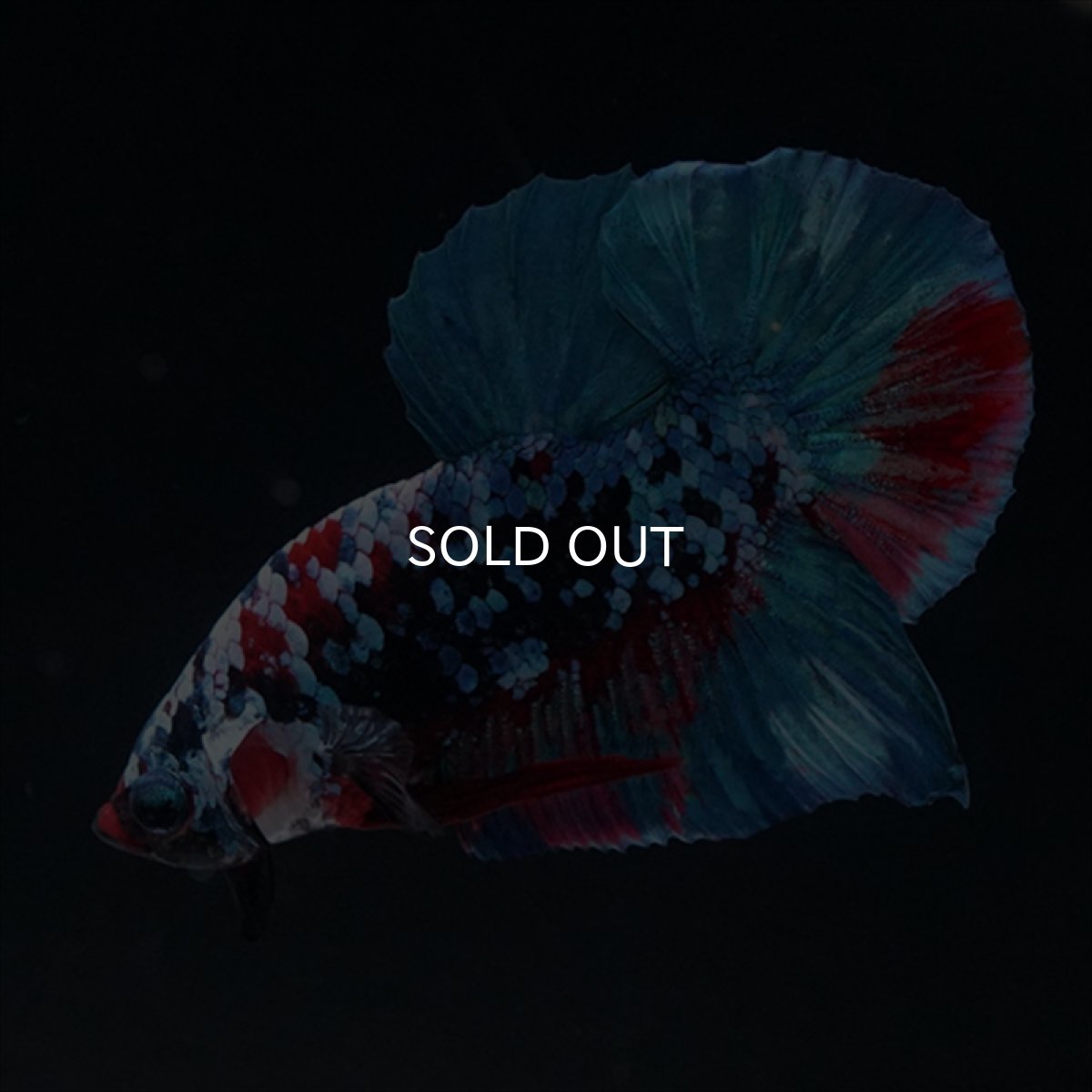 画像4: HMPK　ブラックスター (4)