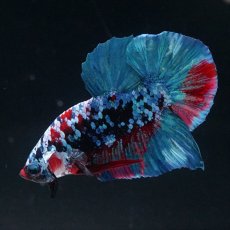 画像4: HMPK　ブラックスター (4)