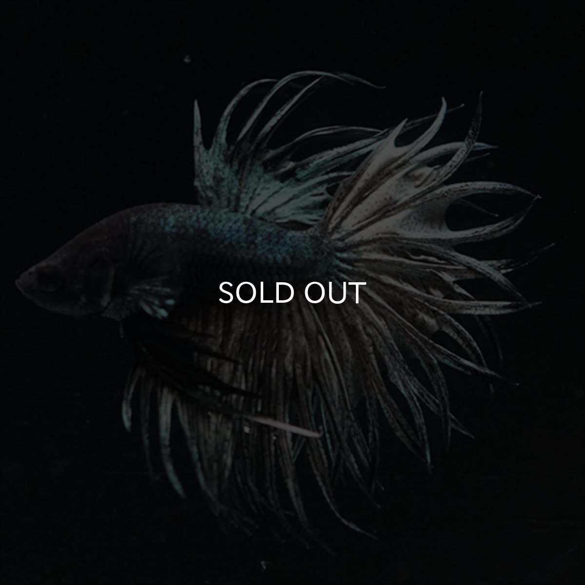 画像15: KCT　キングクラウン　カッパー (15)