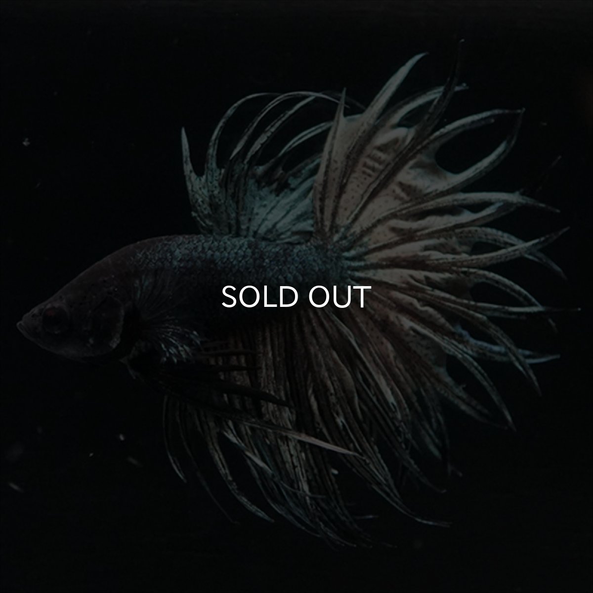 画像1: KCT　キングクラウン　カッパー (1)