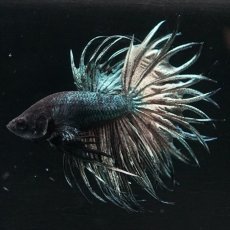 画像1: KCT　キングクラウン　カッパー (1)