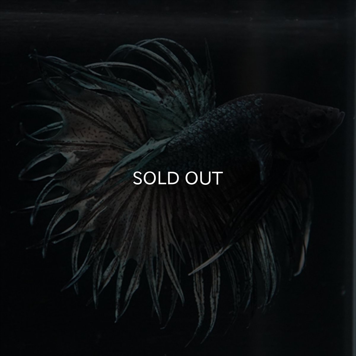 画像14: KCT　キングクラウン　カッパー (14)