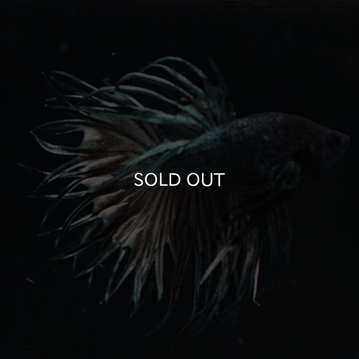 画像13: KCT　キングクラウン　カッパー (13)