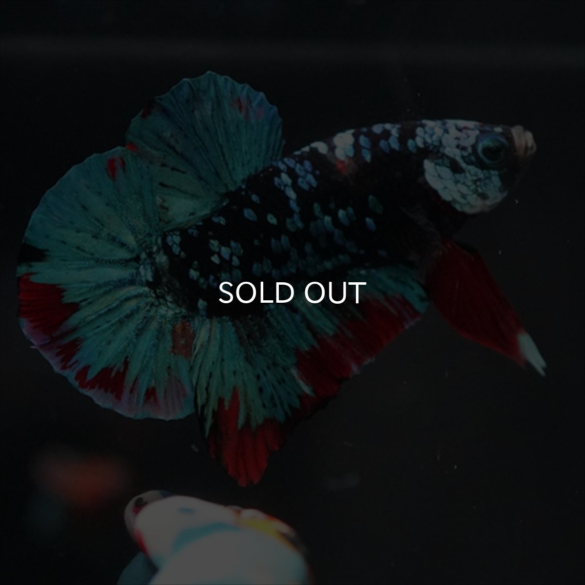 画像1: HMPK ブラックスター (1)