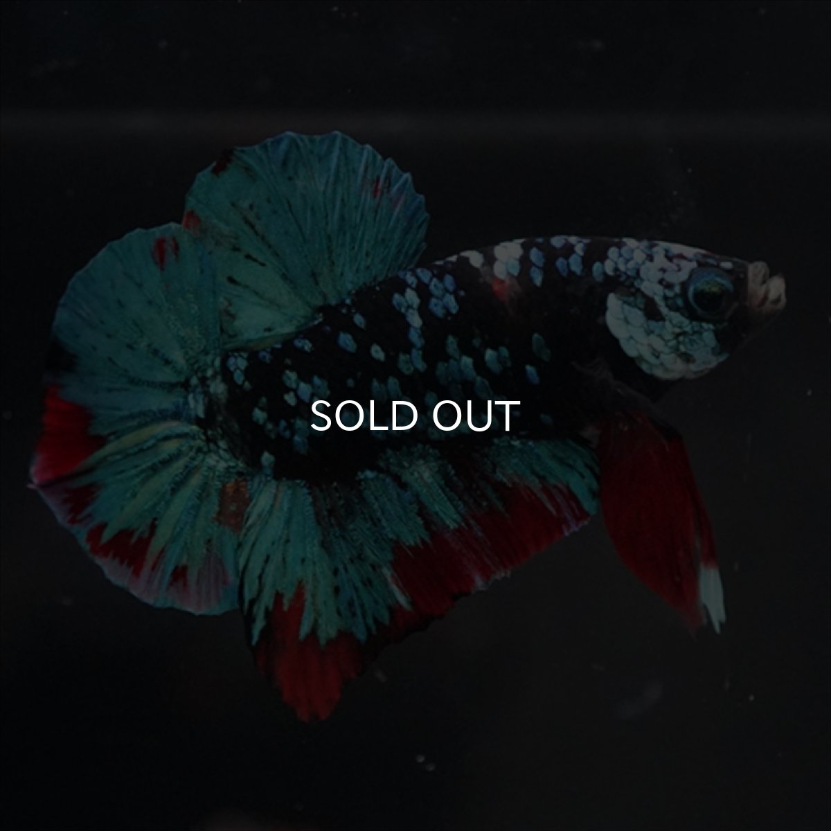 画像7: HMPK ブラックスター (7)