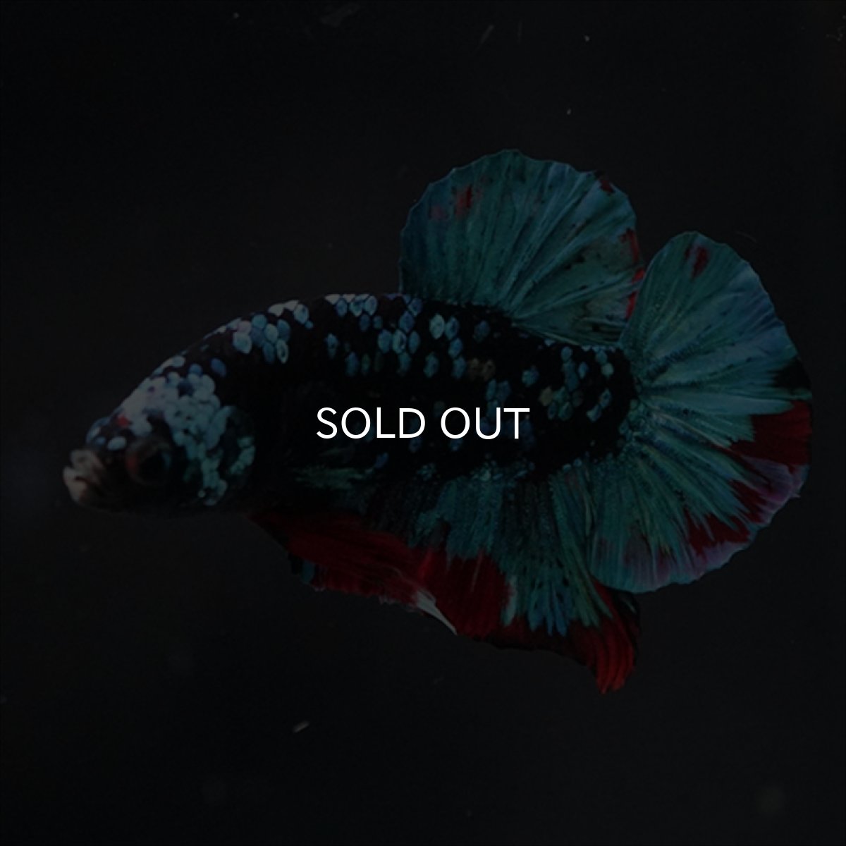 画像6: HMPK ブラックスター (6)