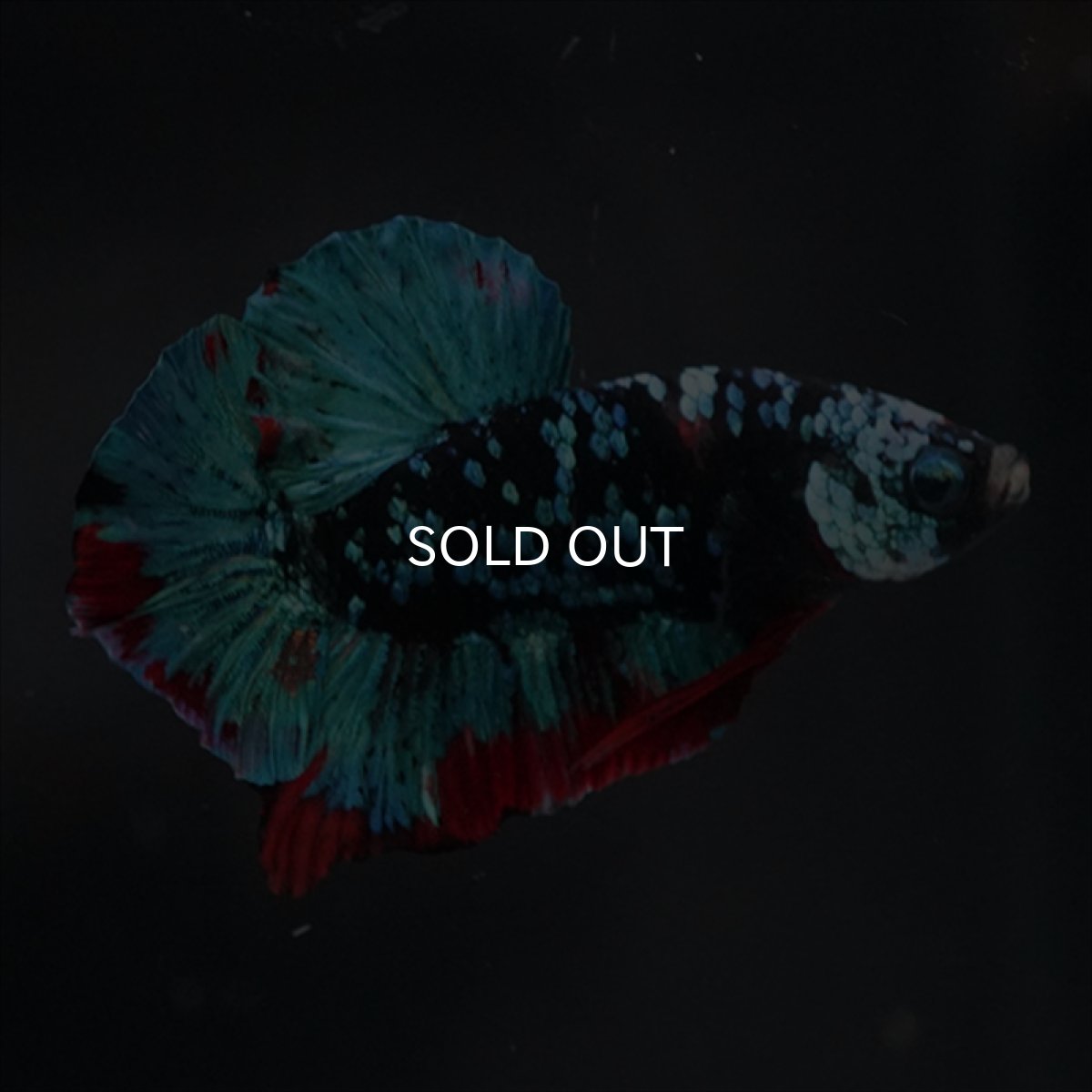 画像5: HMPK ブラックスター (5)