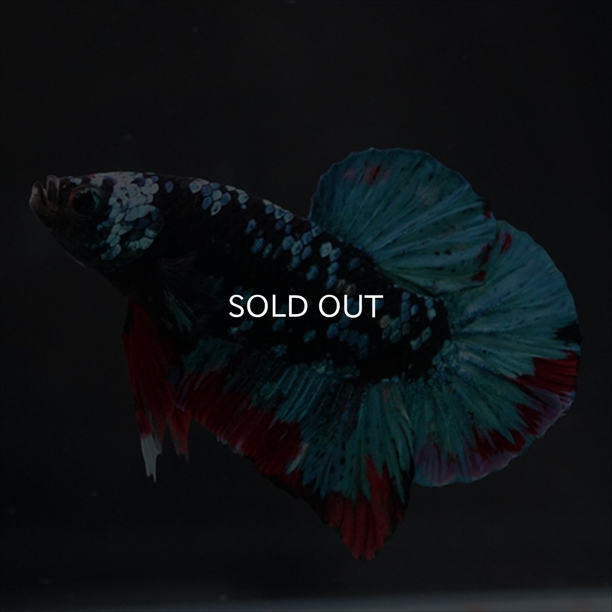 画像4: HMPK ブラックスター (4)