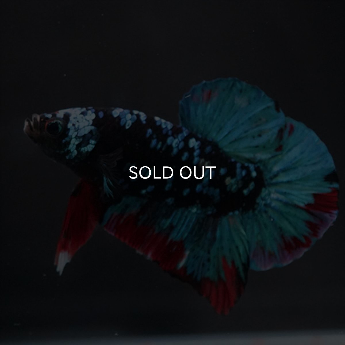 画像3: HMPK ブラックスター (3)