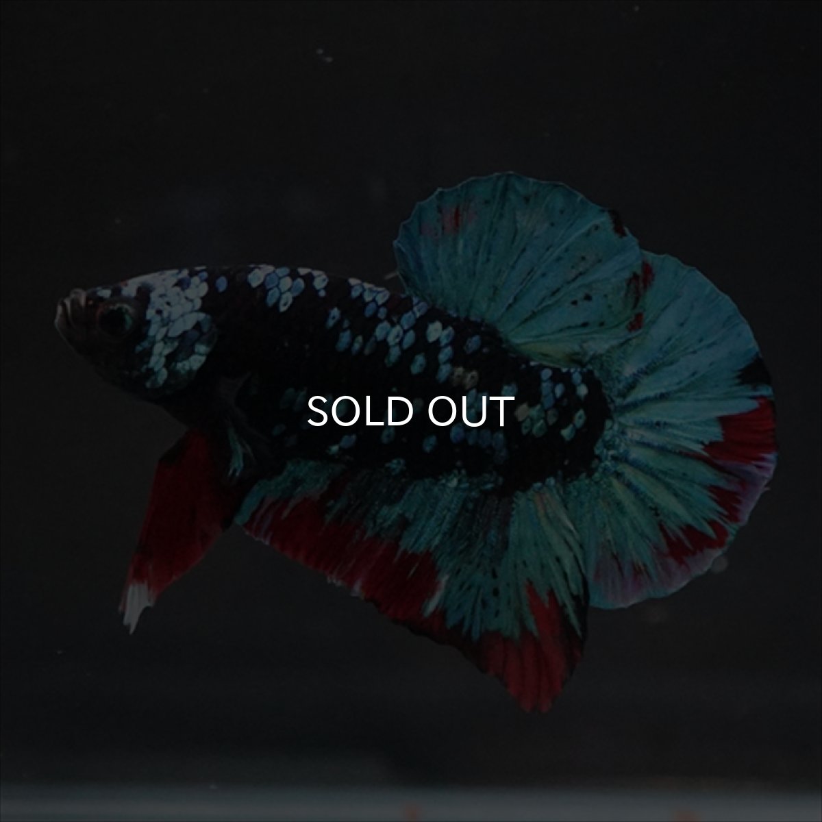 画像2: HMPK ブラックスター (2)