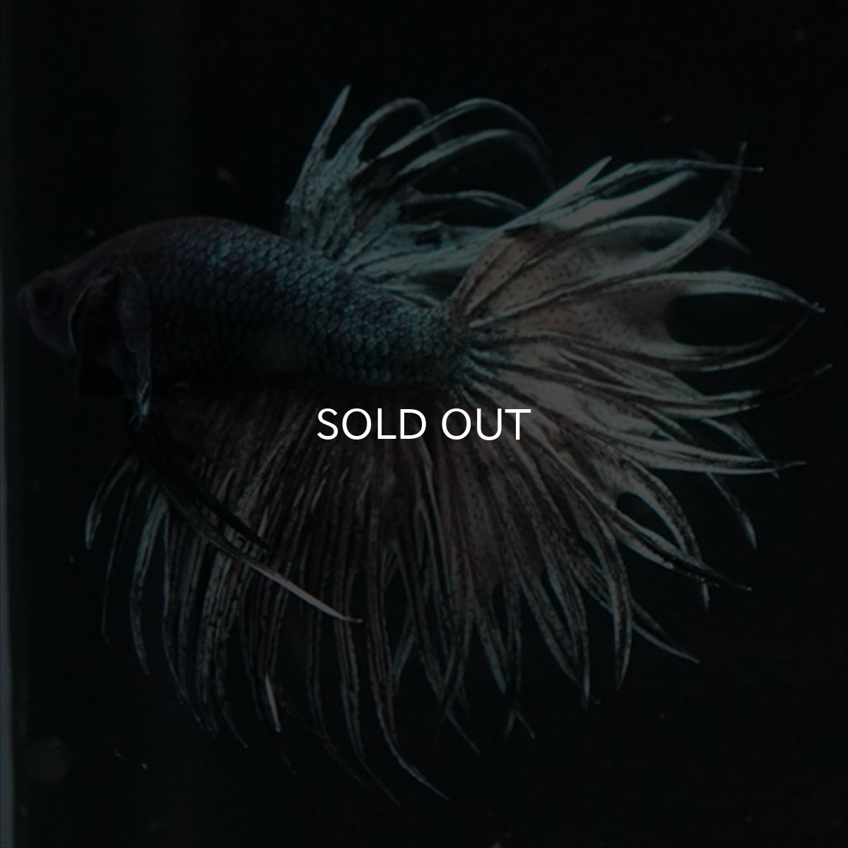 画像12: KCT　キングクラウン　カッパー (12)