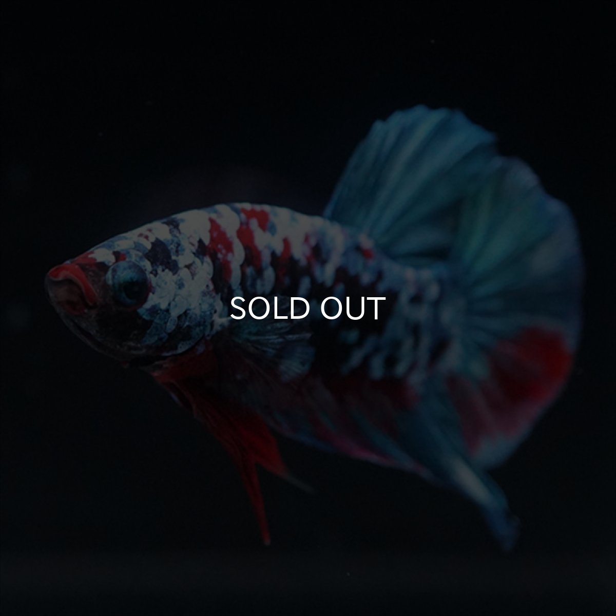 画像3: HMPK　ブラックスター (3)