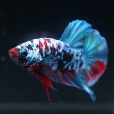 画像3: HMPK　ブラックスター (3)