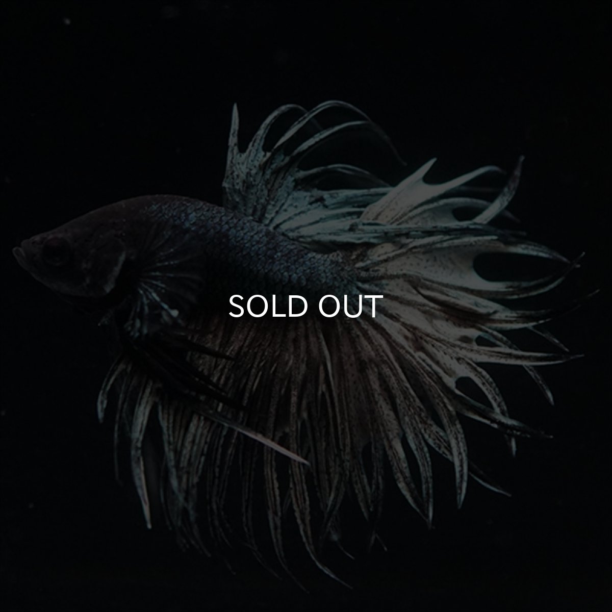 画像11: KCT　キングクラウン　カッパー (11)