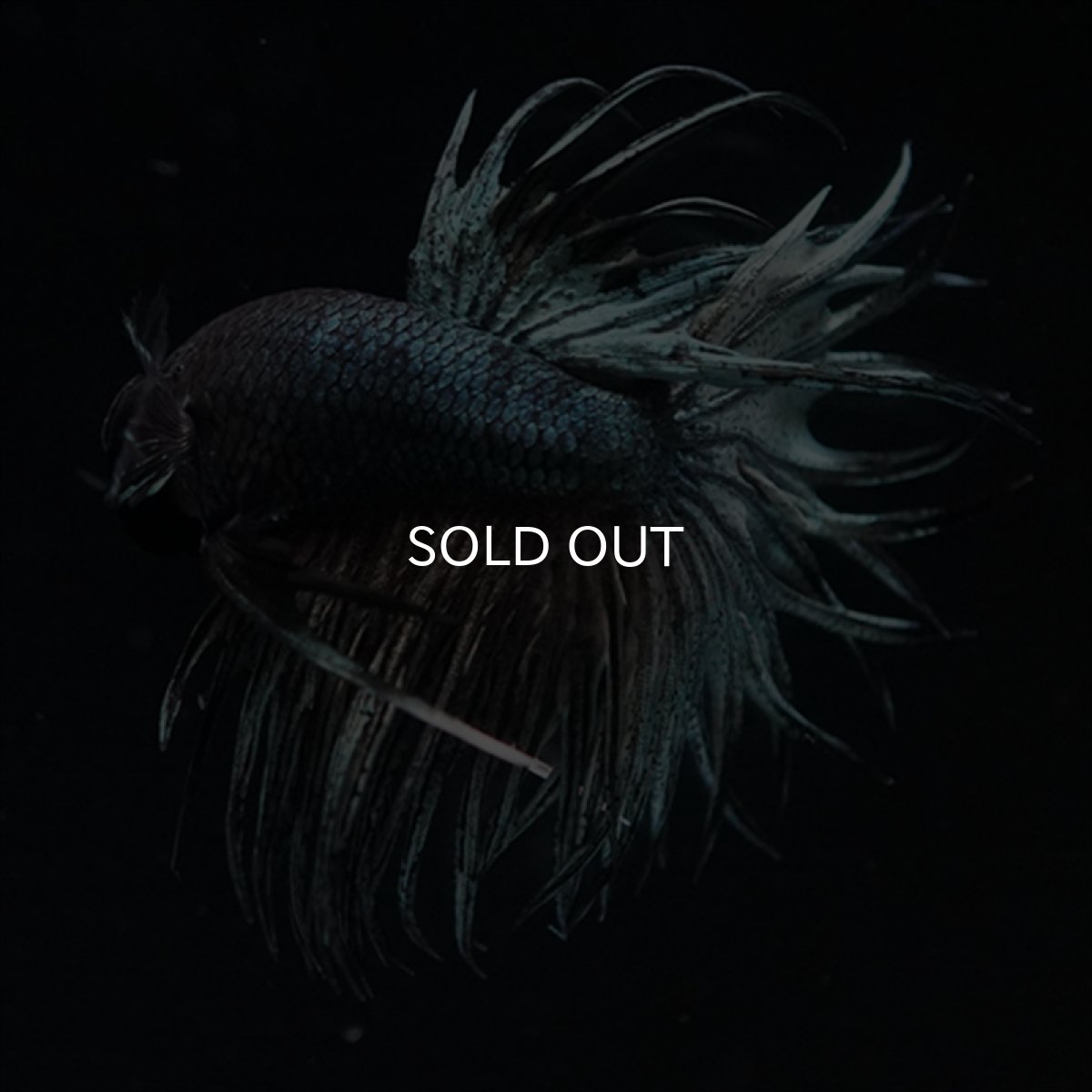 画像10: KCT　キングクラウン　カッパー (10)