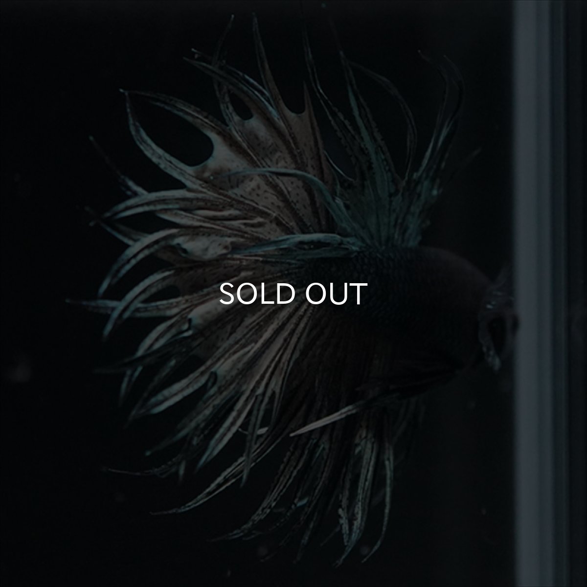 画像9: KCT　キングクラウン　カッパー (9)