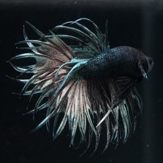 画像8: KCT　キングクラウン　カッパー (8)