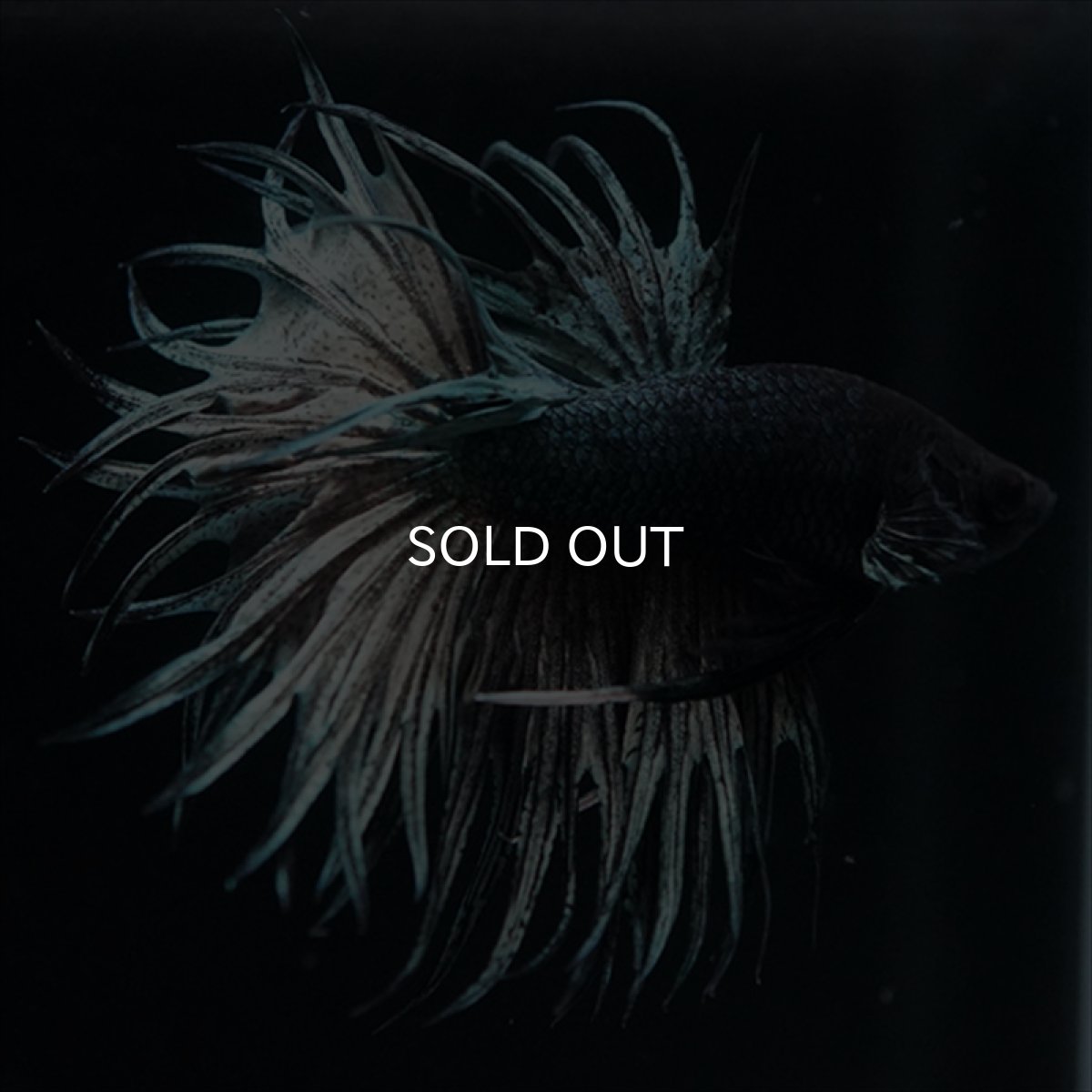 画像7: KCT　キングクラウン　カッパー (7)