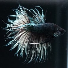 画像7: KCT　キングクラウン　カッパー (7)