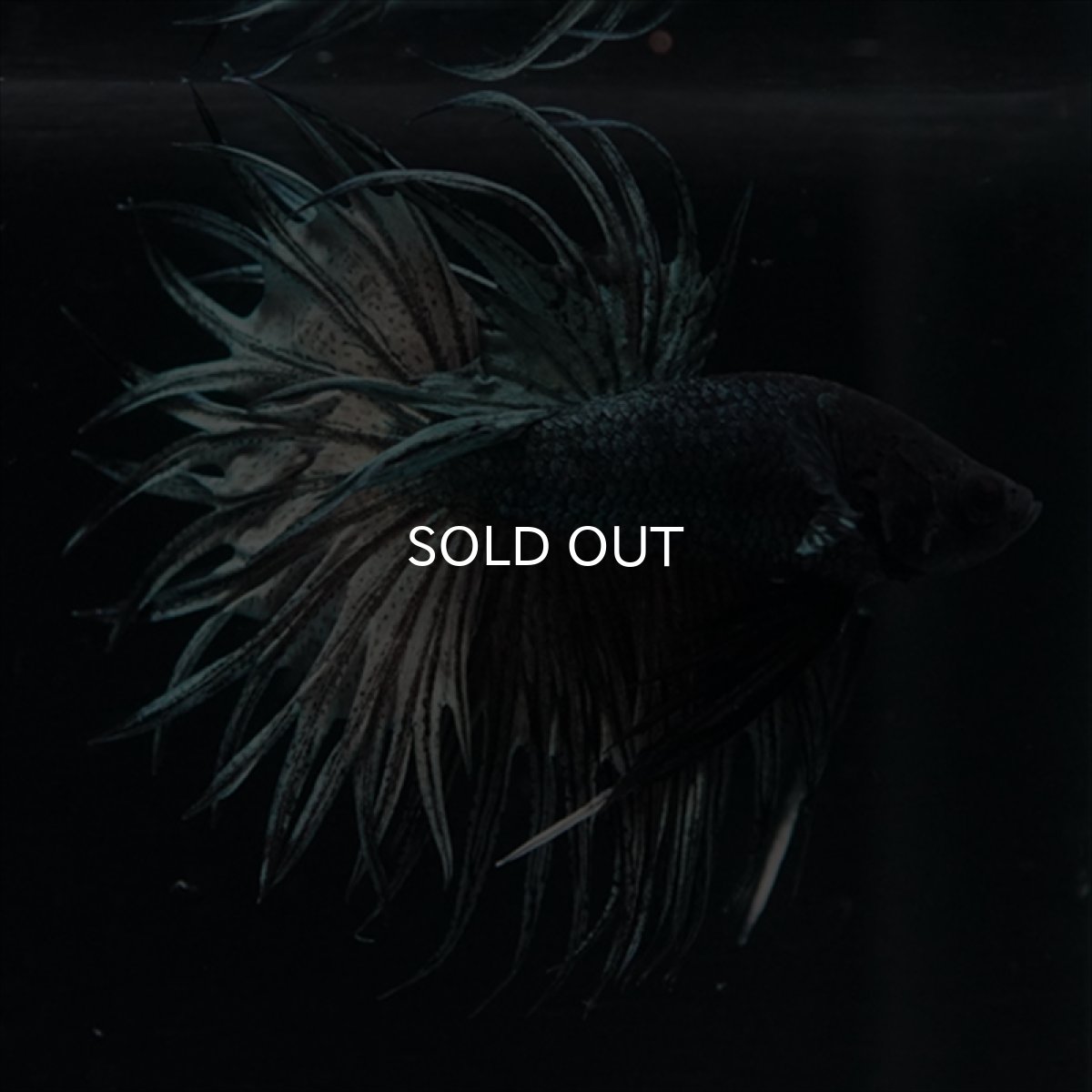 画像5: KCT　キングクラウン　カッパー (5)