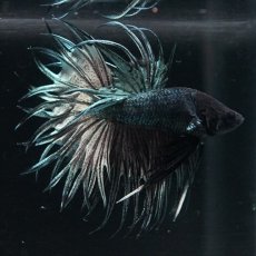 画像5: KCT　キングクラウン　カッパー (5)