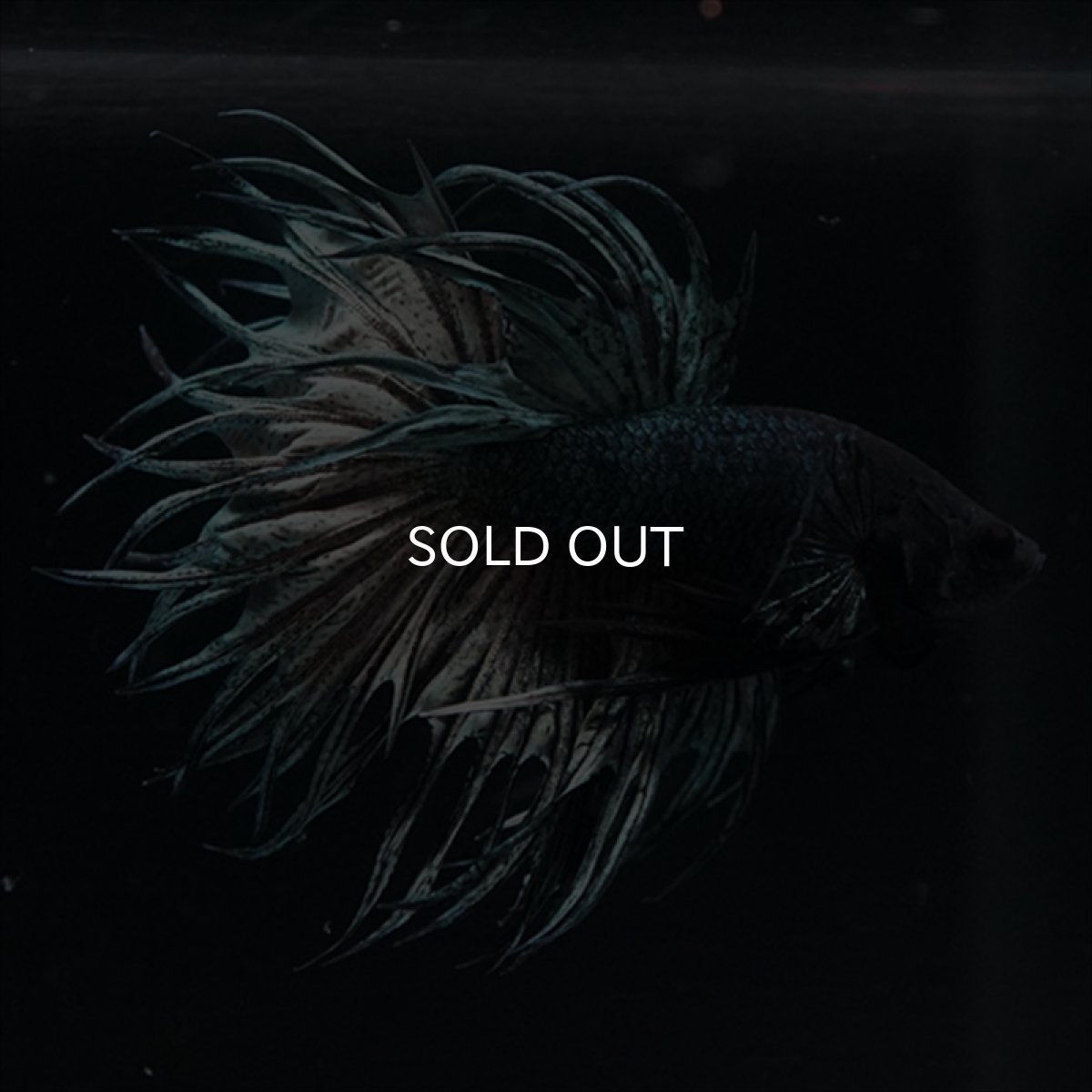 画像4: KCT　キングクラウン　カッパー (4)