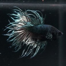 画像4: KCT　キングクラウン　カッパー (4)