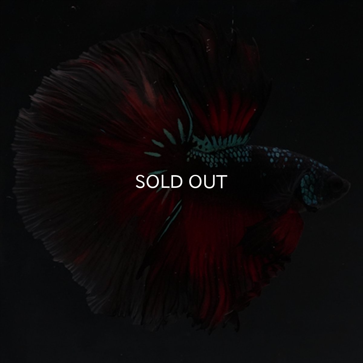 画像1: HM　ブラックスター (1)