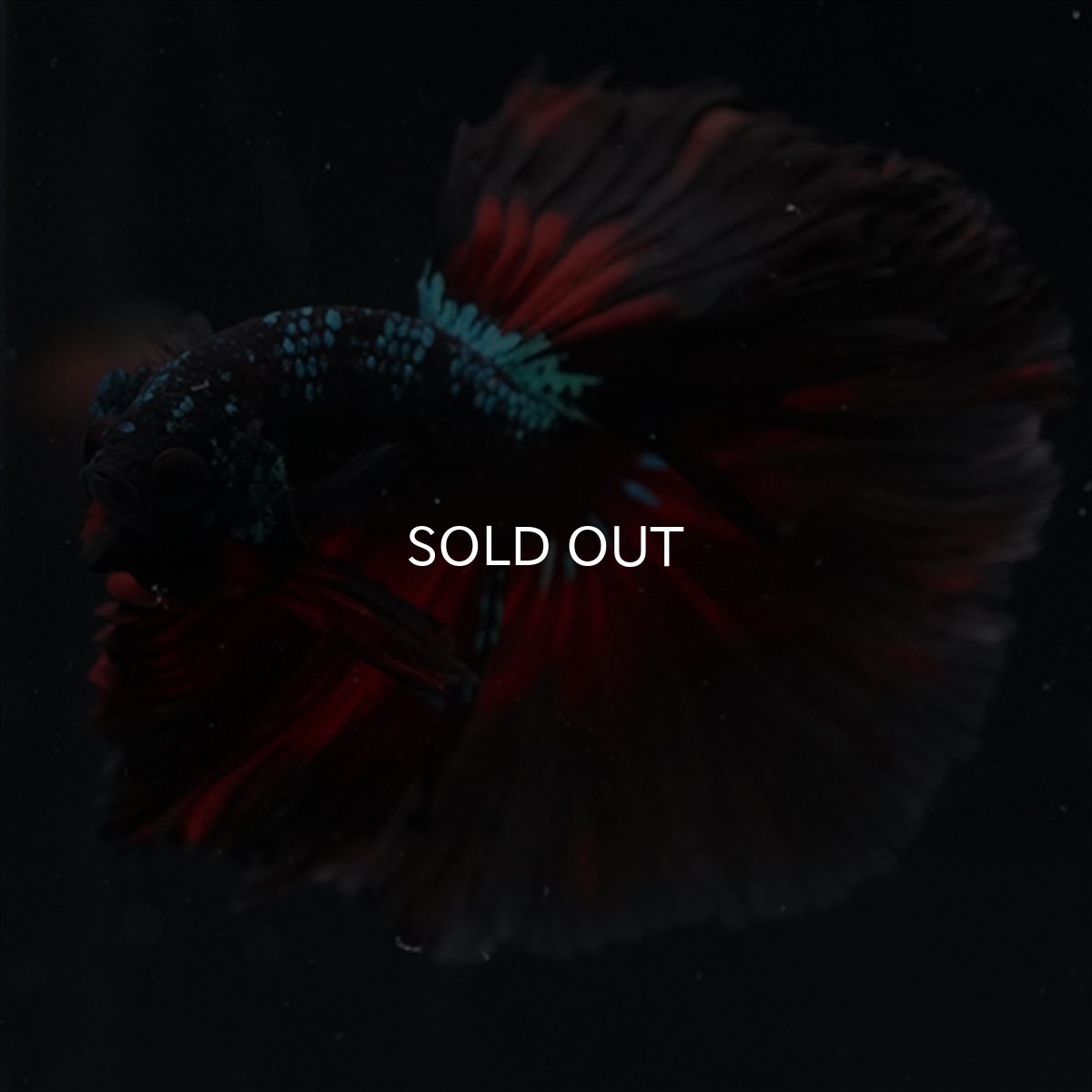 画像7: HM　ブラックスター (7)