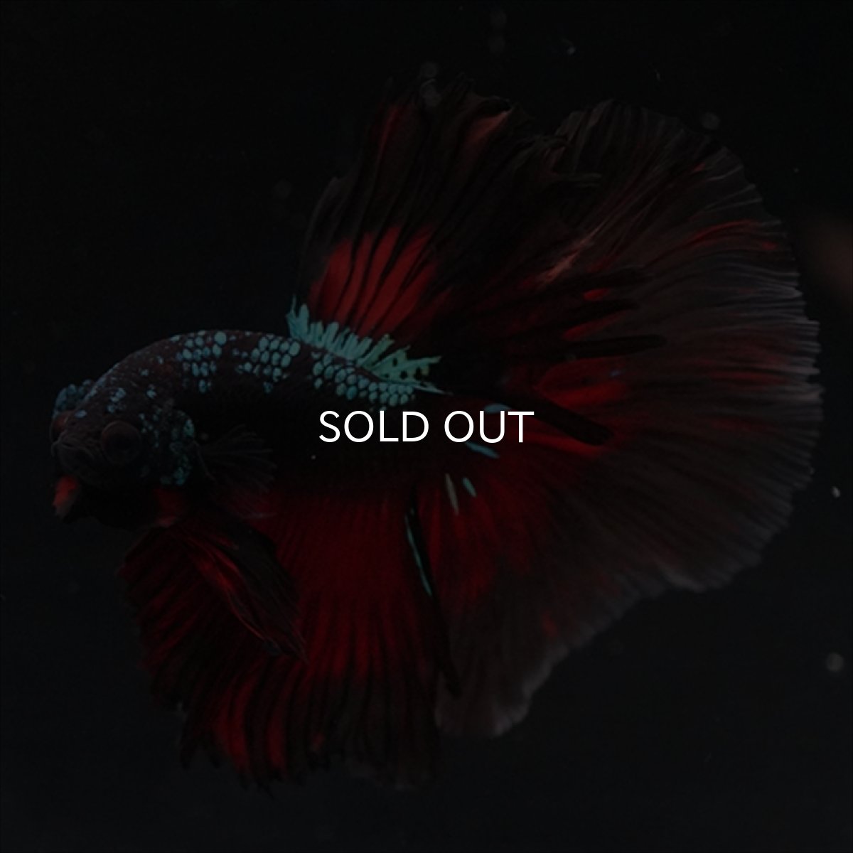 画像2: HM　ブラックスター (2)