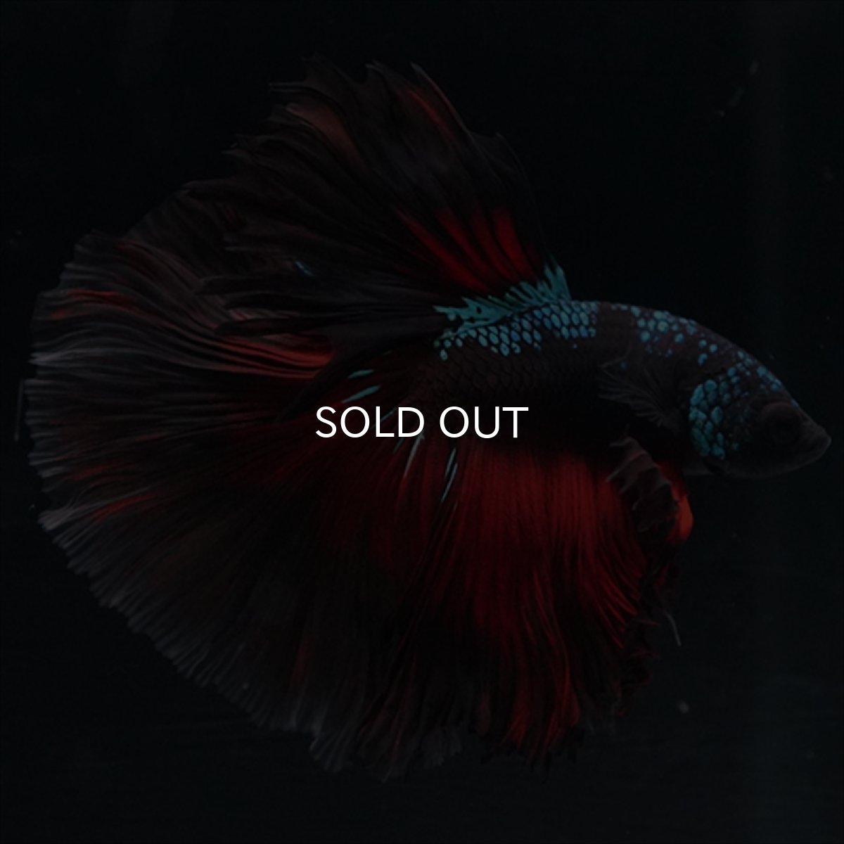 画像6: HM　ブラックスター (6)