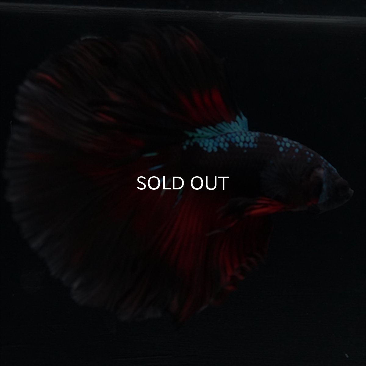 画像5: HM　ブラックスター (5)