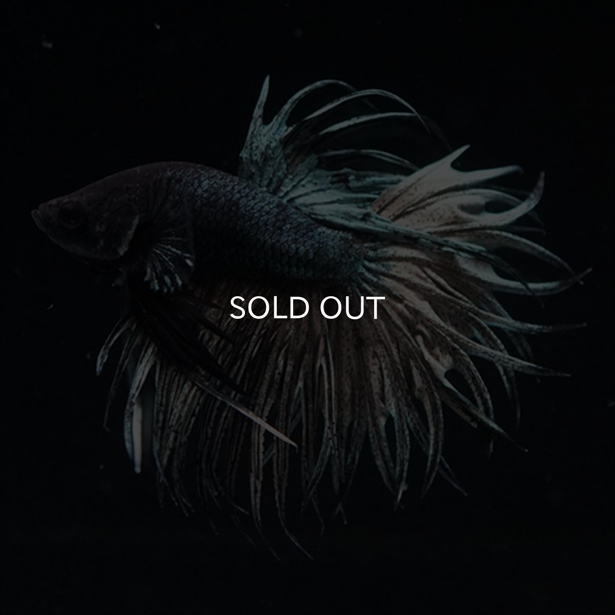 画像3: KCT　キングクラウン　カッパー (3)