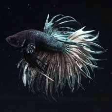 画像3: KCT　キングクラウン　カッパー (3)
