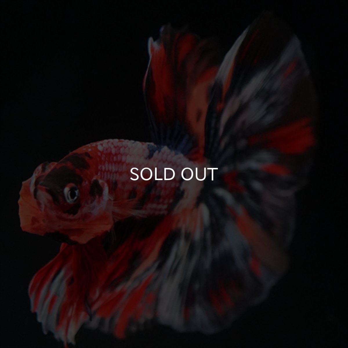 画像12: HM　キャンディギャラクシー (12)