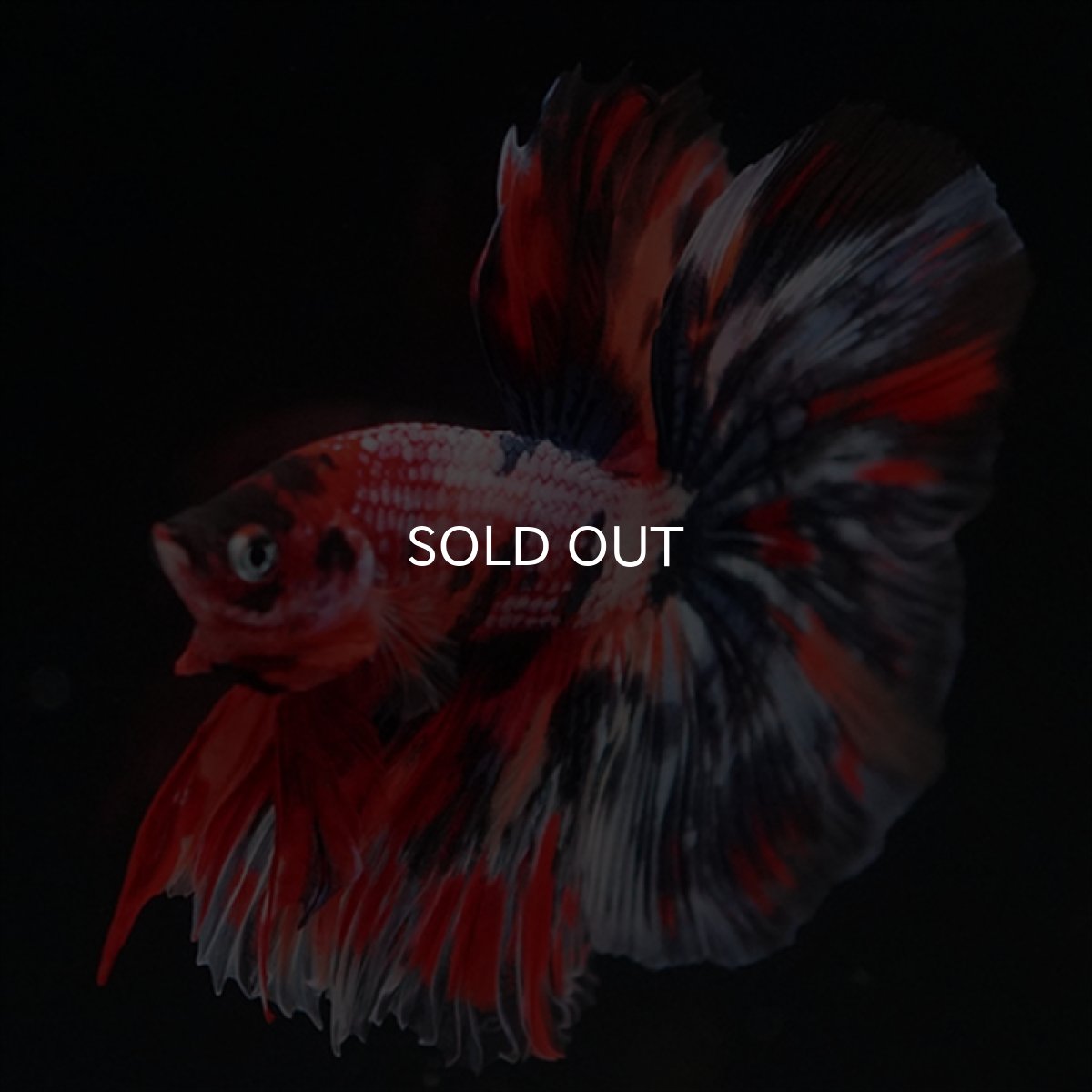 画像11: HM　キャンディギャラクシー (11)