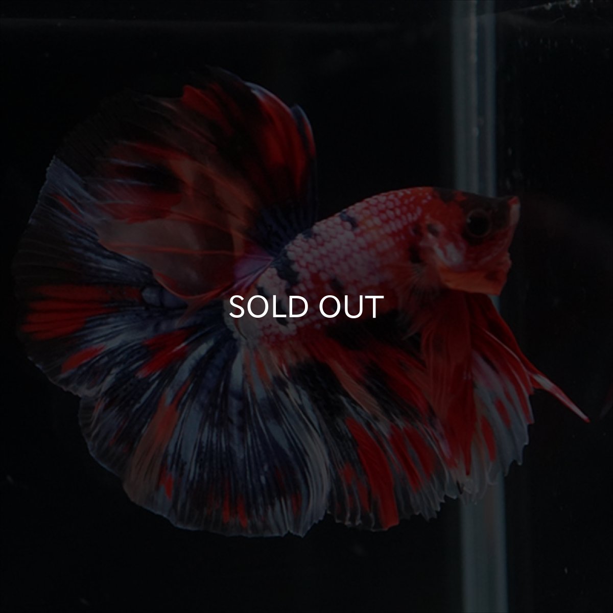 画像10: HM　キャンディギャラクシー (10)