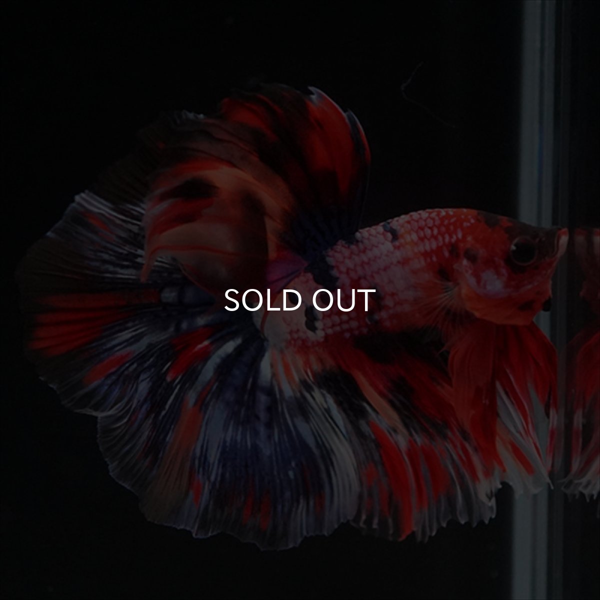 画像9: HM　キャンディギャラクシー (9)