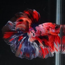 画像9: HM　キャンディギャラクシー (9)