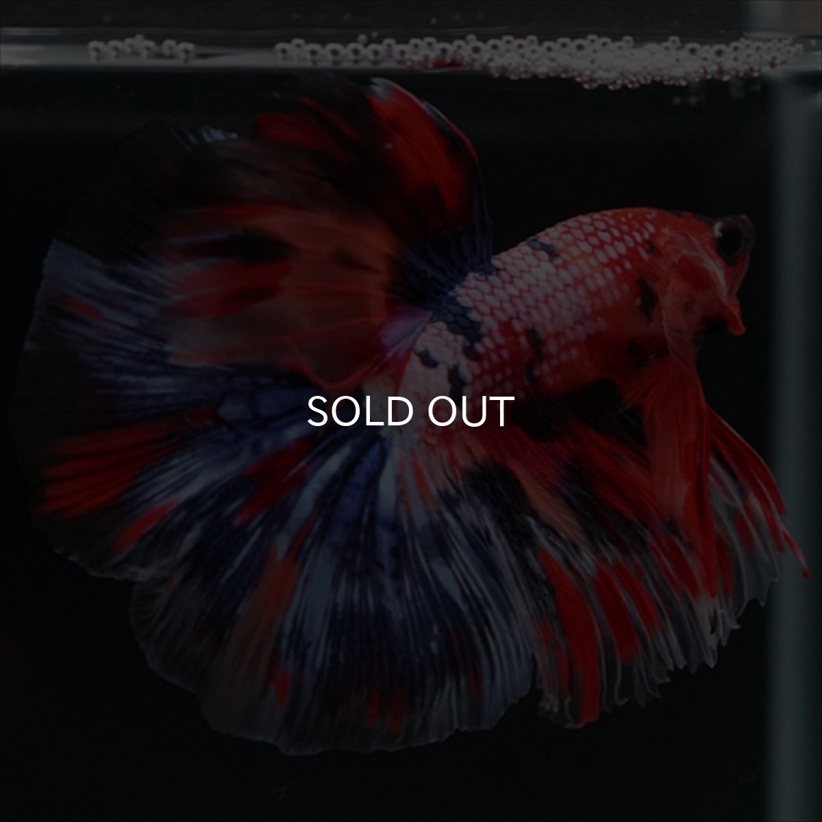 画像8: HM　キャンディギャラクシー (8)