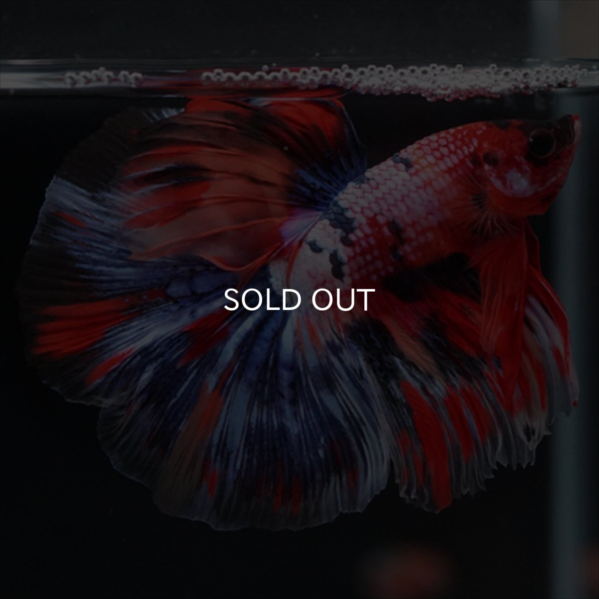 画像3: HM　キャンディギャラクシー (3)