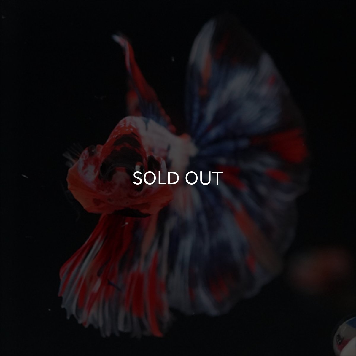 画像2: HM　キャンディギャラクシー (2)