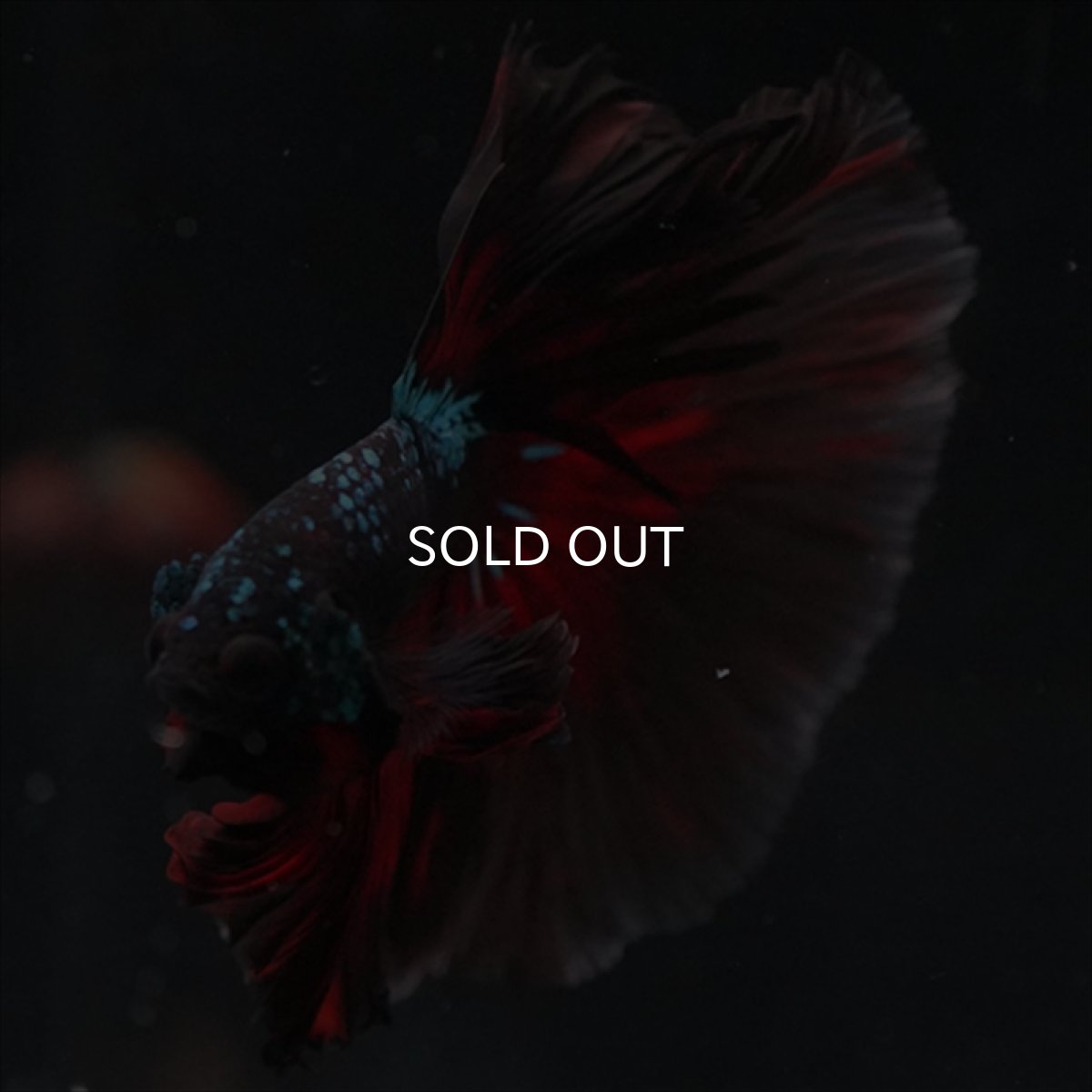 画像4: HM　ブラックスター (4)