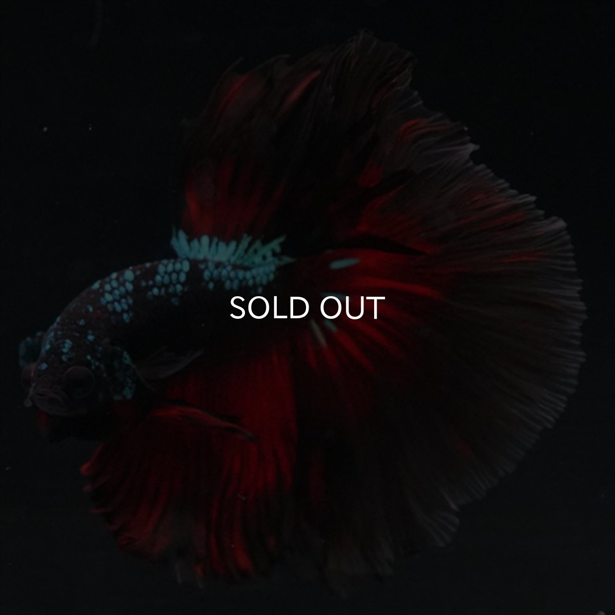 画像3: HM　ブラックスター (3)